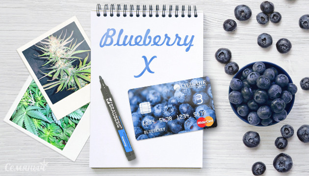 Гроурепорт сорта Blueberry X