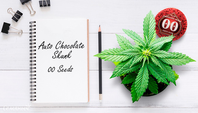 Гроурепорт Auto Chocolate Skunk fem от 00 Seeds