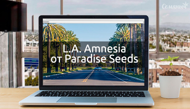 Гроурепорт сорта L.A. Amnesia от сидбанка Paradise Seeds