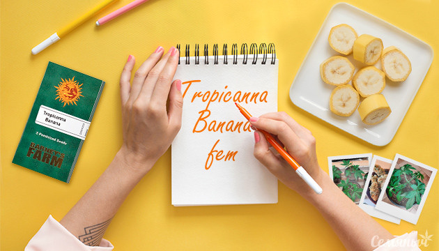 Гроурепорт сорта Tropicanna Banana