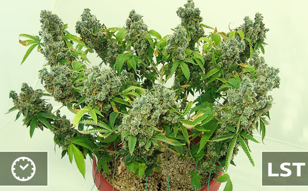 Повышение урожайности психоделических сортов Использование LST для автоцветов